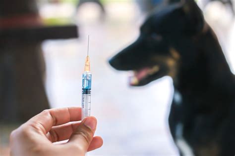 rabies vaksine hund utlandet
